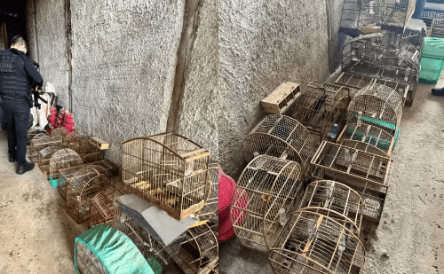 SP: 30 animais silvestres são achados em cativeiro ilegal; dono é multado