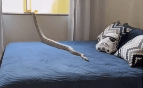Jiboia é resgatada em cima de cama em Unaí