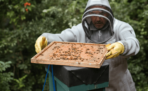 Seminário Apícola reúne produtores no Vale do Aço neste sábado
