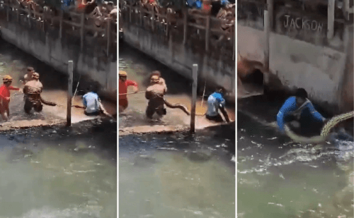 Sucuri gigante é resgatada em ponto turístico de Rio Quente