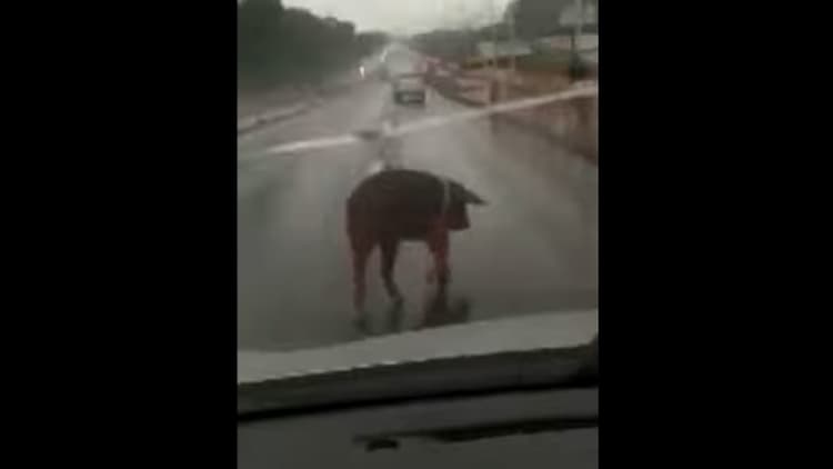 Vídeo: porco invade pista e assusta motoristas