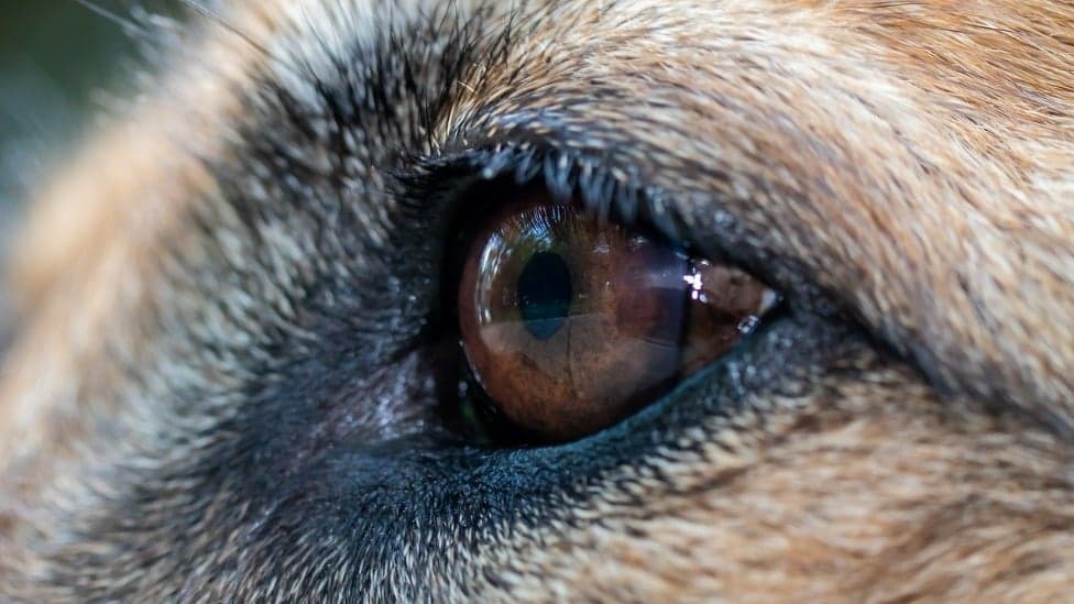 Condições oculares em cães envelhecidos