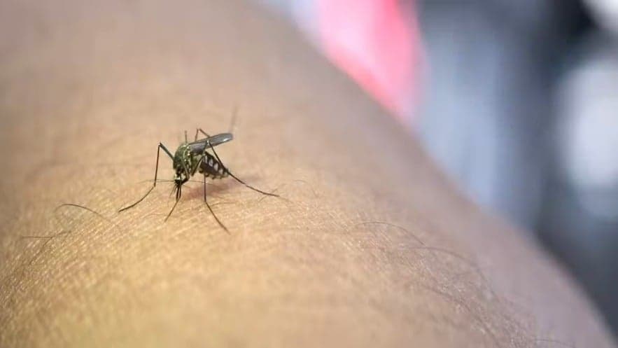 Epidemia de dengue em São Paulo atinge quase todos os bairros e causa 67 mortes